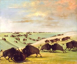 Buffalo Bulls Fighting in Running Season, Upper Missouri, 1837-1839.