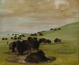 Buffalo Bulls in a Wallow, 1837-1839.
