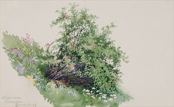 Wild Rose, Wassen, 1898.