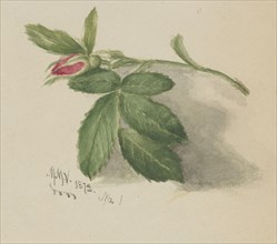 Rosebud, 1872.