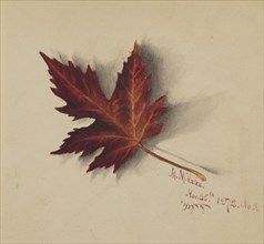Untitled (Autumn Leaf), 1872.