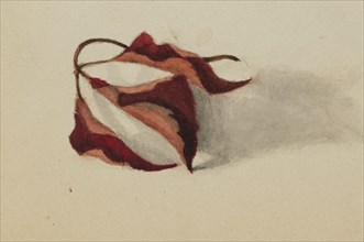 Untitled (Curled Autumn Leaves), 1872.