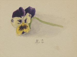 Untitled (Pansy), 1872.