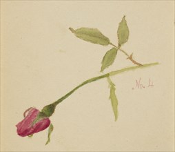 Untitled (Rose), 1872.