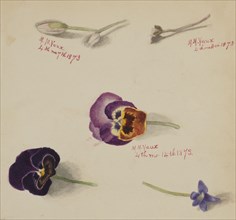 (Untitled--Flower Study), 1873.