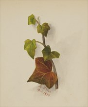 Untitled (Ivy), 1874.