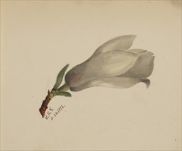 (Untitled--Flower Study), 1876.