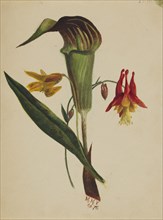 Untitled (Jack in the Pulpit), 1876.