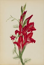 Cannas and Cypress Vine (Canna species and Ipomoea quamoclit), 1877.