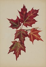 Untitled (Autumn Leaves), 1877.