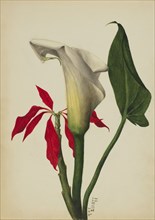 Untitled (Calla Lily), 1877.