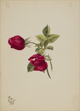 (Untitled--Rose), 1878.