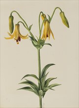Canada Lily (Lilium canadense), 1878.