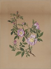 Rose Mallow (Hibiscus moscheutos), 1878.