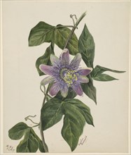 (Untitled--Flower Study), 1879.