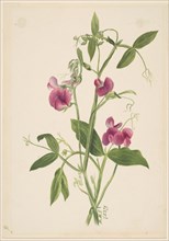 (Untitled--Flower Study), 1879.