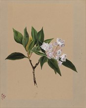 Mountain Laurel (Kalmia latifolia), 1879.