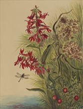 Cardinal Flower (Lobelia cardinalis), 1880.