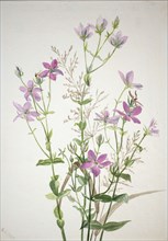 Gentianacease sabbalia angularis, 1880.