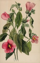 Rose Gentian (Sabbatia angularis), 1880.