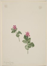 Rubus articus, 1881.