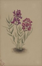 Flowers from the Mesa, 1883.