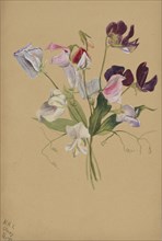 (Untitled--Flower Study), 1886.