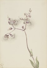 Bladder Campion (Silene latifolia), 1900.