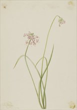 Nodding Onion (Allium cernuum), 1901.
