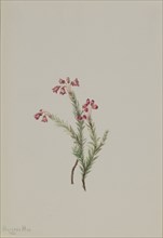 Pink Heather (Phyllodoce empetriformis), 1901.