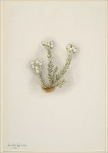 White Heather (Phyllodoce grandiflora), 1901.