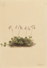 American Twinflower (Linnaea borealis americana), 1902.