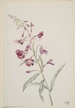 Fireweed (Epilobium angustifolium), 1902.