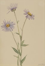 Showy Fleabane (Erigeron salsuginosus), 1902.