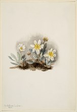 White Dryad (Dryas octopetala), 1902.