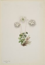 Wood-Nymph (Moneses uniflora), 1902.