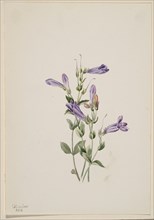 Penstemon (Penstimon fruiticosus), 1903.