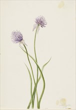 Siberian Onion (Allium sibericum), 1903.