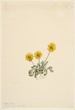 Golden Fleabane (Erigeron aureus), 1904.