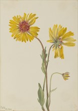 Perennial Gaillardia (Gaillardia aristata), 1904.