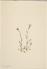 Pink Fleabane (Erigeron jucundus), 1904.