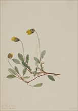 Yellow Dryad (Dryas drummondii), 1904.