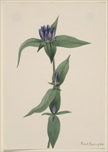 Bottle Gentian (Gentiana saponaria), 1905.