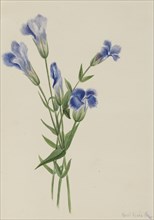 Fringed Gentian (Gentiana crinita), 1905.