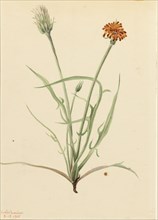 Grassleaf Agoseris (Agoseris graminifolia), 1905.
