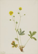 Grayleaf Fivefinger (Potentilla glaucophylla), 1905.