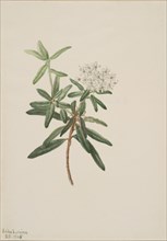 Labrador Tea (Ledum groenlandicum), 1905.