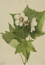 White Flowering Raspberry (Rubus parviflorus), 1905.