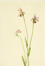 Rose Pogonia (Pogonia ophioglossoides), 1906.