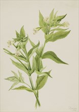 Yellow Willow-Weed (Epilobium lutem), 1906.